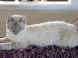 Un chat Mohave Bob qui est calme