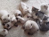 Des chatons Mohave Bob qui se collent