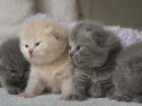 Des chatons Scottish Fold qui cohabitent ensemble