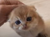 Un chaton Scottish Fold adore les câlins de son maitre