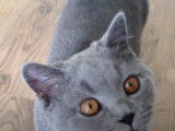 Un British Shorthair qui adore les câlins