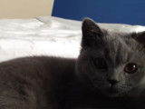 Un British Shorthair qui aime les câlins
