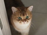 Un British Shorthair qui est calme