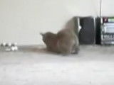 Un chat Manx ramène une balle aux pieds de son maitre comme un chien