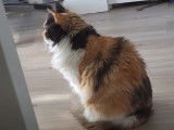 Un chat Norvégien en train d'attendre et d'observer