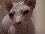 Un chat Kohana qui est calme