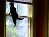 Un chat Kohana escalade une fenêtre