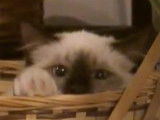 Un chaton Birman installé dans un panier observe le monde qui l'entoure