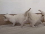 Des chatons Sacré de Birmanie essaient de faire quelques pas