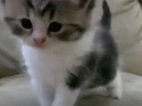Un chaton Scottish Fold essaie de faire ses premiers pas