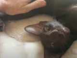 Un chaton Oriental qui profite de câlins