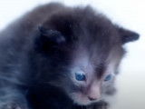 Un chaton Lykoï de quelques jours qui miaule timidement