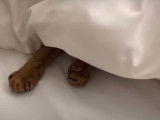 Un Abyssin se repose dans une cabane douillette
