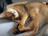 Un chat Abyssin rêve en dormant