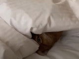 Un chat Abyssin se repose sous une couette