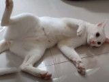Un chat Khao Manee qui se roule par terre