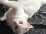 Un chat Khao Manee confortablement installé sur un canapé