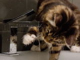 Un chat Maine Coon boit l'eau du robinet