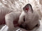 Un minuscule chaton Devon Rex qui se roule dans un plaid