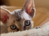 Un jeune chaton Devon Rex se balade dans l'arbre à chat