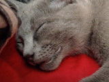 Un chat Bleu Russe qui semble parler en dormant