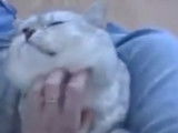 Un chat British Shorthair se frotte à la main de son maitre