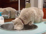 Un chat British Shorthair qui boit l'eau du robinet