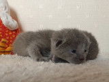 Des chatons Bleu Russe de 10 jours qui ouvrent les yeux