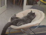 Un chat se détend en regardant un épisode de Tom et Jerry