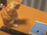 Des chats bizarres : une compilation de vidéos amusantes