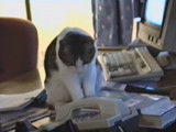 Un chat qui répond au téléphone au bureau