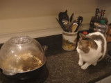Un chat effrayé par une machine à popcorn