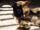 Venus, la chatte aux deux visages devenue virale sur internet
