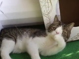 Monty, le chat à l'apparence \