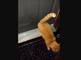 Un chat roux toque à la porte
