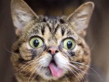 Lil Bub, le chat à la langue pendante