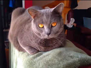 Photos De Chartreux A Visionner Telecharger