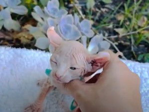 Session de câlins pour ce petit Elf-Cat