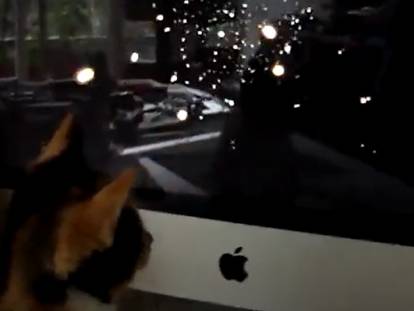 Un chat regarde une vidéo d'un tourbillon d'étoiles