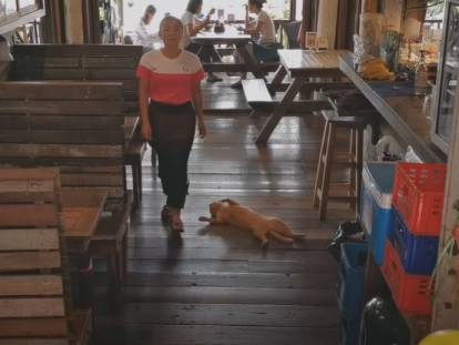 Un chat allongé sur le sol d'un restaurant en Thaïlande