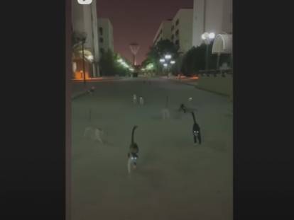 Des chats participent à Challoween