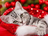 20 photos de chats qui fêtent Noël
