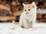 Un chaton marche dans la neige