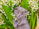 Un chaton Scottish Fold au milieu de brins de muguet