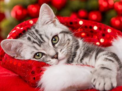 Un chaton tabby allongé dans un bonnet de père Noël