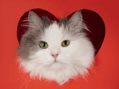 Un chat passe la tête à travers un trou en forme de coeur