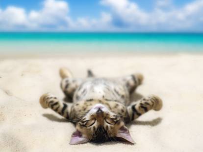 Détente : 20 photos de chats à la plage ou à la mer
