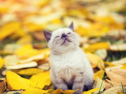 Un chaton colourpoint sur des feuilles d'automne