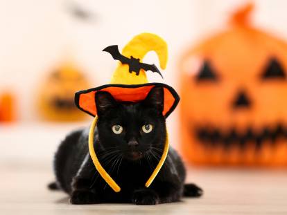 Un chat noir avec un chapeau d'Halloween