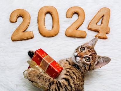 Un chaton à côté de décoration 2023